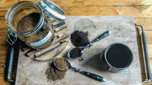 Hongo chaga: ¿cómo puede ayudarte a mejorar tu salud e inmunidad?