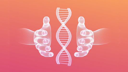 Espermidina: la clave para la longevidad y la regeneración celular