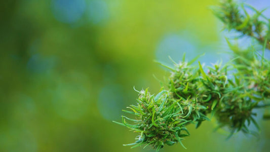 How much does one gram of CBD cost?