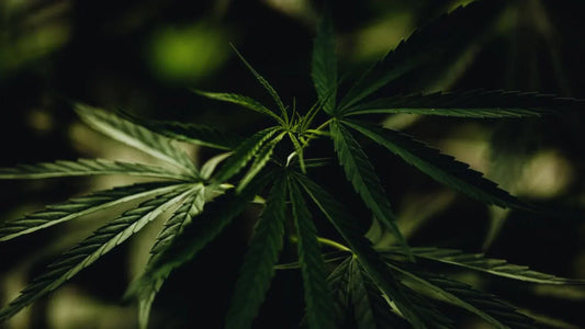 Legalidad del kratom: ¿Dónde es legal y dónde no?