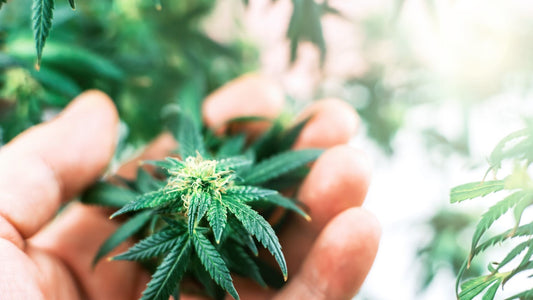 HHC frente a THC: las 5 razones principales para probar el HHC