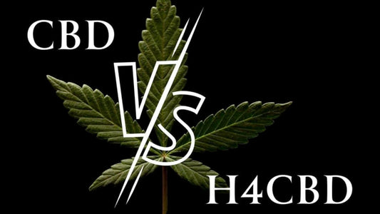 H4CBD frente a CBD: ¿por qué es mejor el H4CBD?