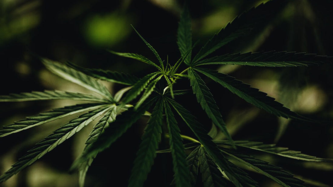 Legalidad de los productos derivados del cannabis en Europa