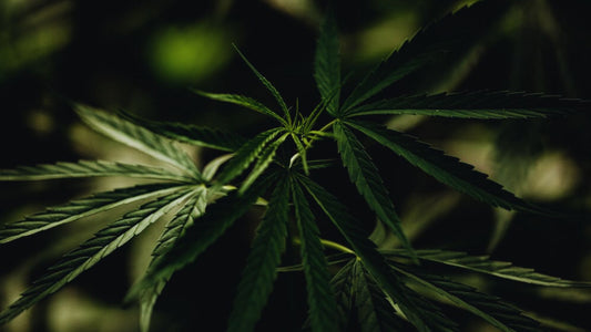 Legalidad de los productos derivados del cannabis en Europa