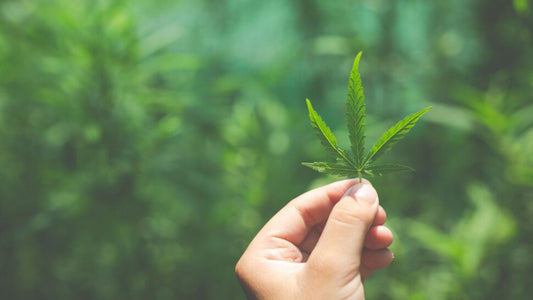 ¿Qué es el H4CBD y cuáles son sus efectos?