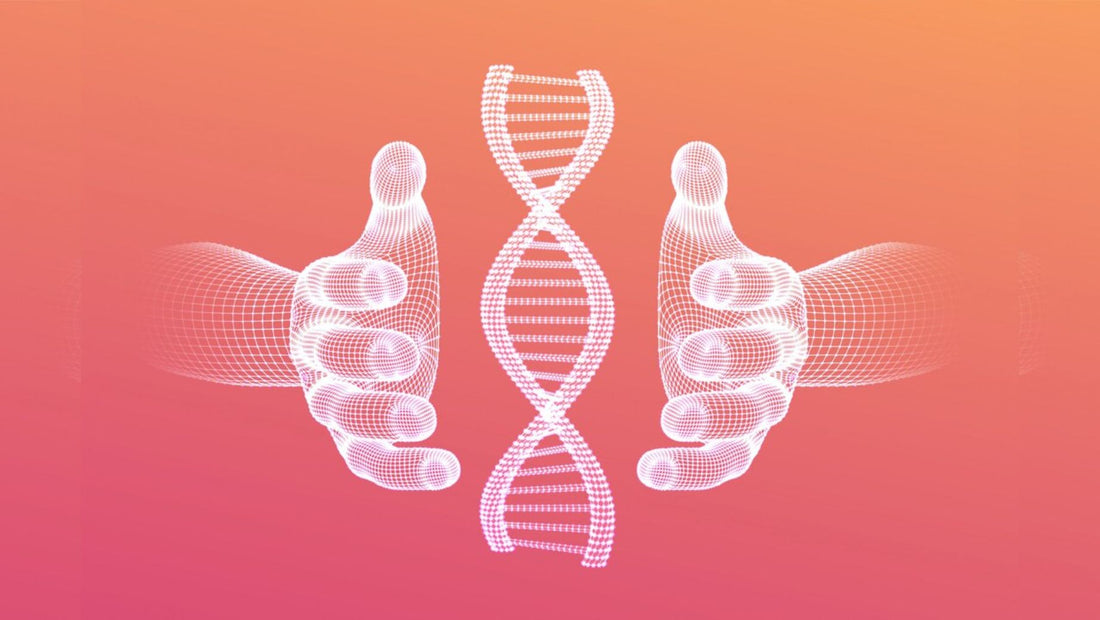 Espermidina: la clave para la longevidad y la regeneración celular