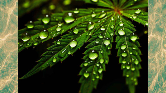What is hydrophilic THC and why is it so popular?