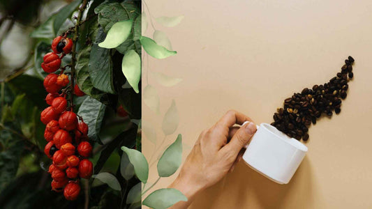 Guarana vs. Coffee