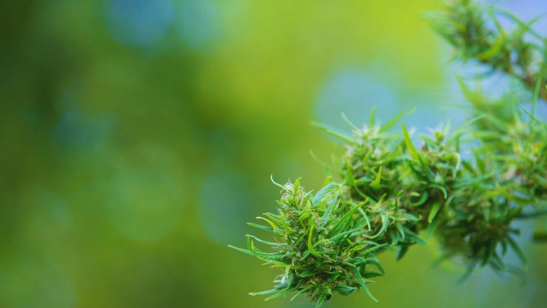 ¿Cuánto cuesta un gramo de CBD?