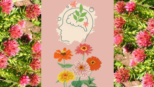 What is Rhodiola and what are its effects?