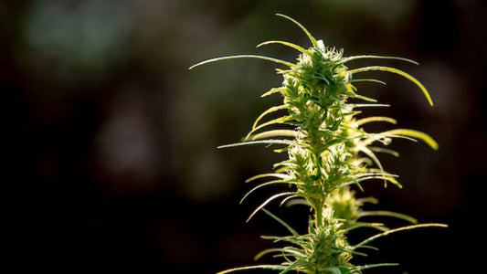 ¿Cuánto tiempo permanece el THC en la sangre y la orina?