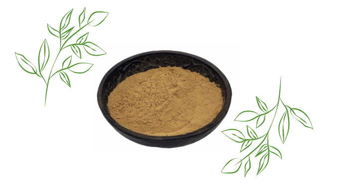 History and traditional uses of the canna - from indigenous cultures to the present