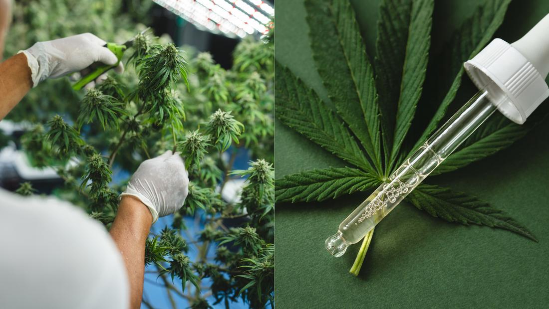¿Cómo funcionan los clubes de cannabis en España?