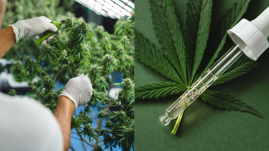 ¿Cómo funcionan los clubes de cannabis en España?