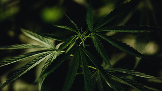 Legalidad del kratom: ¿Dónde es legal y dónde no?
