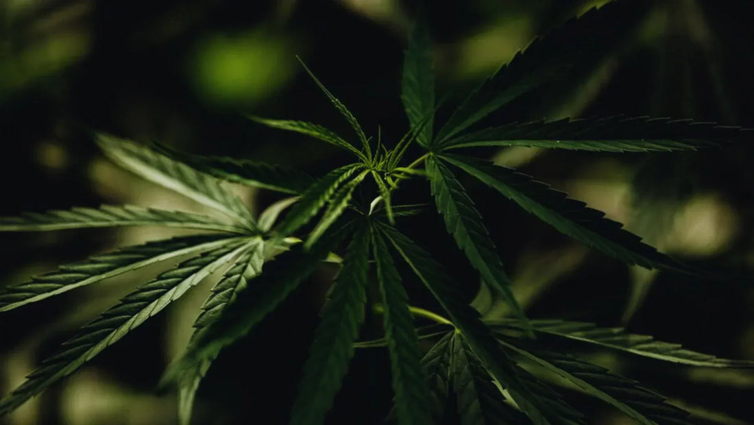 Legalidad del kratom: ¿Dónde es legal y dónde no?