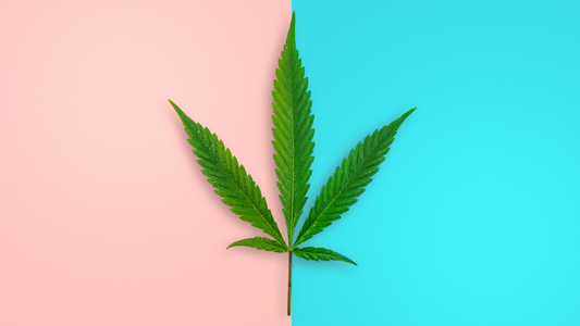 Flores HHC Monkey 20 % frente a flores HHC Blueberry 40 %