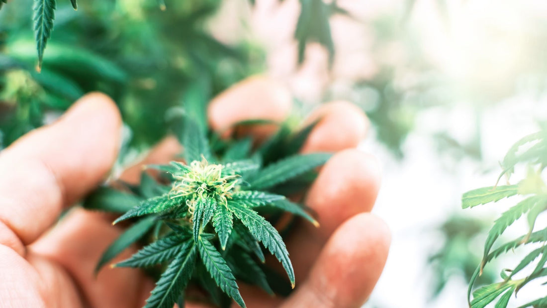 HHC frente a THC: las 5 razones principales para probar el HHC
