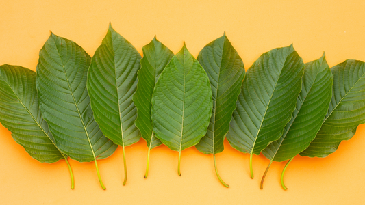 How to Identify High-Quality Kratom?