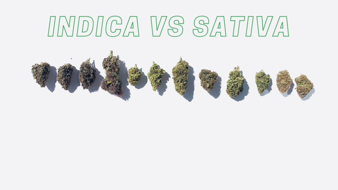 Índica vs Sativa: ¿Cuál es la diferencia entre ellas?