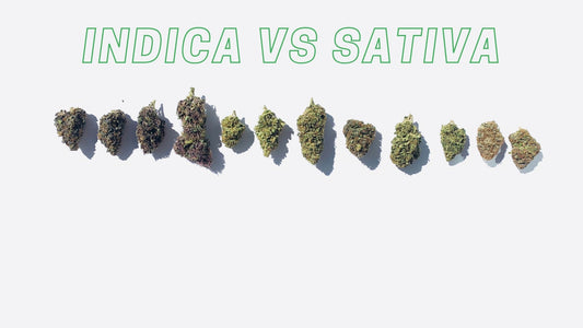 Índica vs Sativa: ¿Cuál es la diferencia entre ellas?