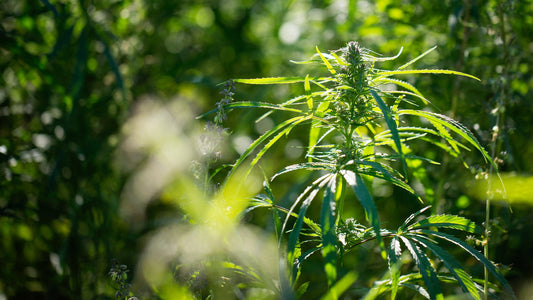 Las 4 etapas del crecimiento de la planta de cannabis: ¿cuáles son?