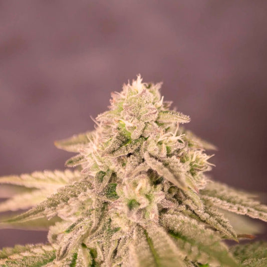 Semillas de cannabis Bay Burger Early Version Indica
