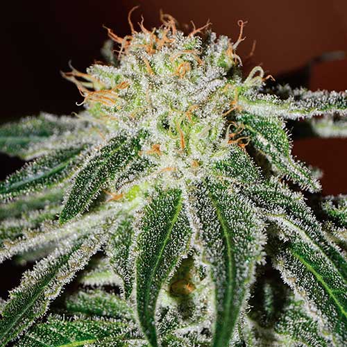 Semillas de cannabis Black Russian Indica