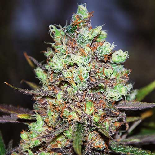 Semillas de cannabis Cotton Candy Kush Sativa