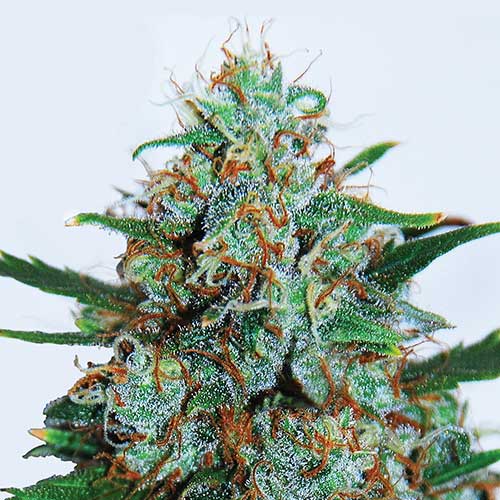 Semillas de cannabis Critical Neville Haze Auto