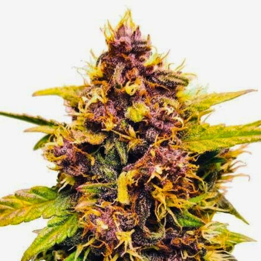 Semillas de cannabis Dark Lemonade Auto