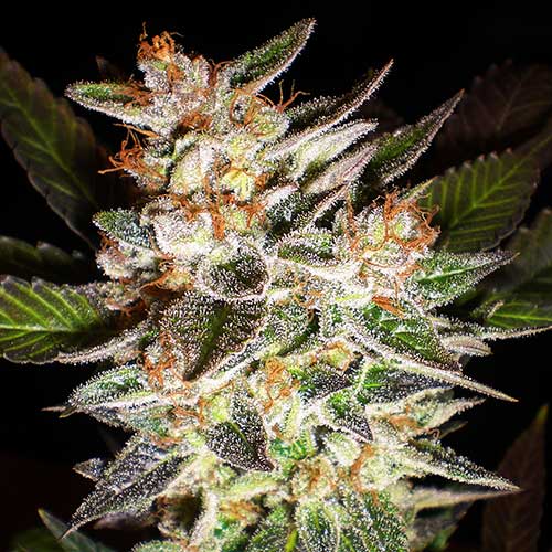 Semillas de cannabis Delicious Candy Auto