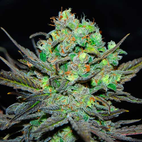 Semillas de cannabis Eleven Roses Indica