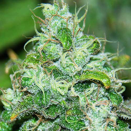 Semillas de cannabis Fruity Chronic Juice Indica