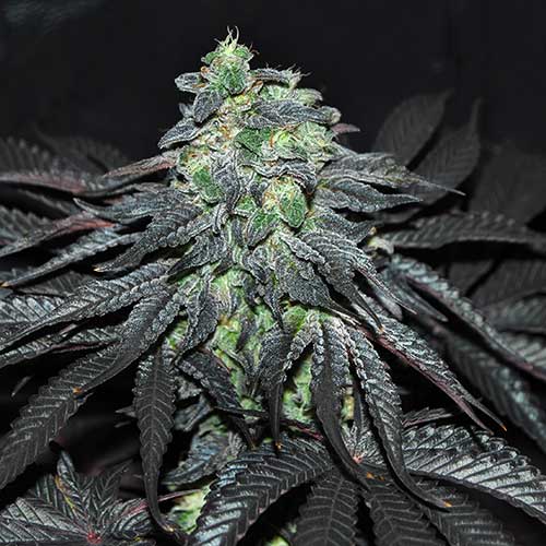 Semillas de cannabis Golosa Indica