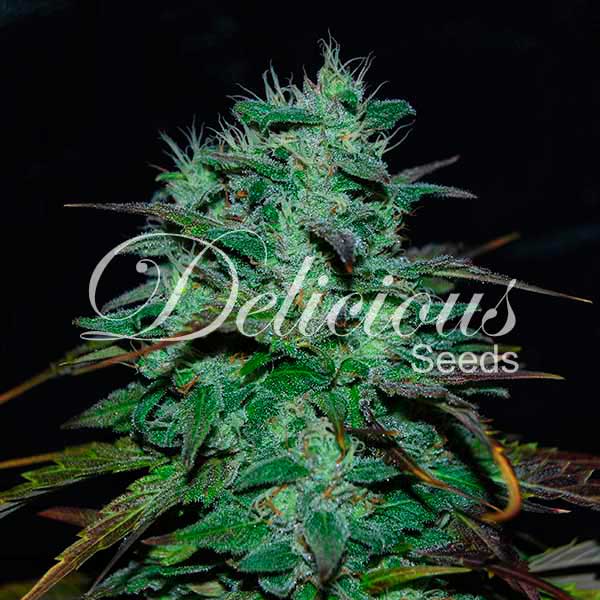 Semillas de cannabis Chocobang Sativa