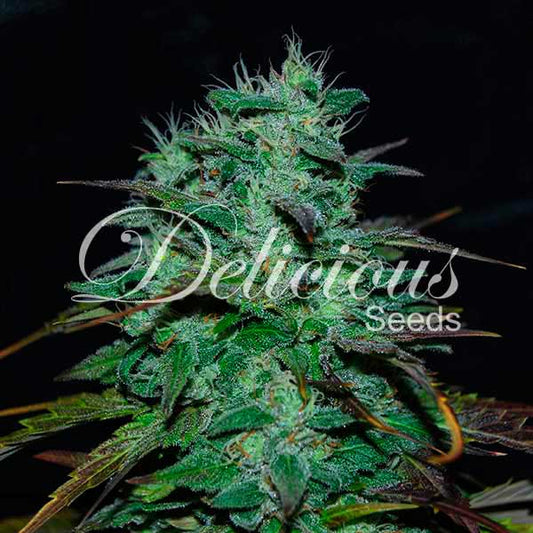 Semillas de cannabis Chocobang Sativa