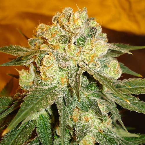 Semillas de cannabis Marmalate Indica