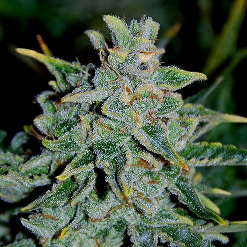 Semillas de cannabis Northern Lights Blue Auto