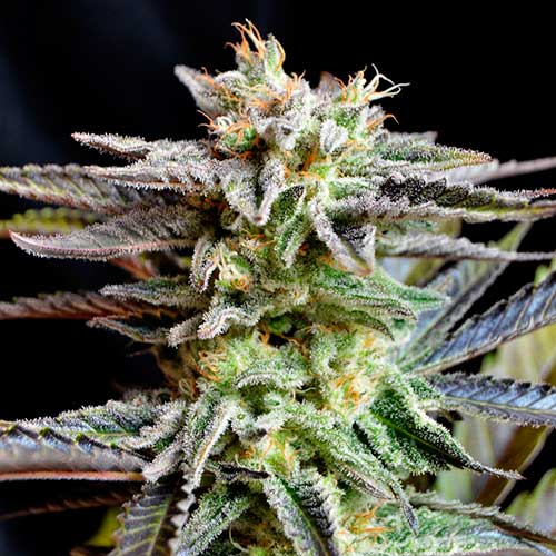 Semillas de cannabis Sugar Black Rose Indica