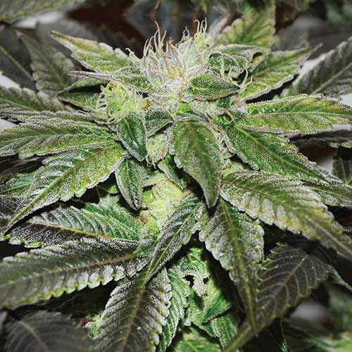 Semillas de cannabis Sugar Candy Sativa