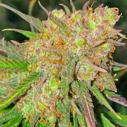 Semillas de cannabis Sunday Punch Indica