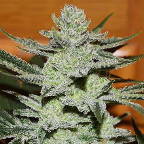 Semillas de cannabis Unknown Kush Indica
